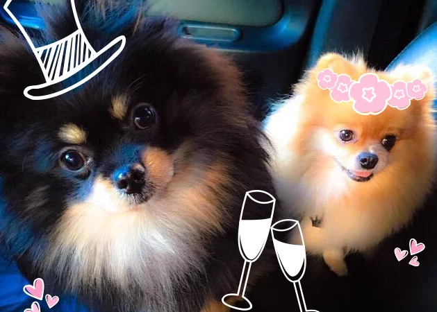 dois cães da raça lulu d apomerânia indo fazer inseminação artificial.