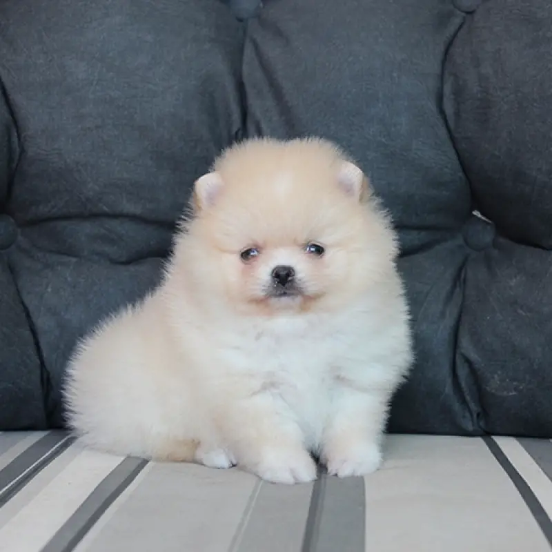 um cão da raça lulu da pomerânia sentado em cima de um sofá 