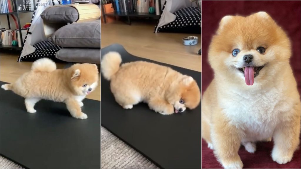 um cão da raça lulu da pomerânia fazendo sessão de quiropraxia.