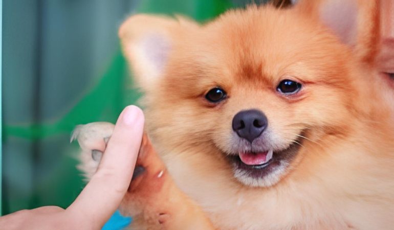 Um cão da Raça Lulu da Pomerânia dando a patinha.