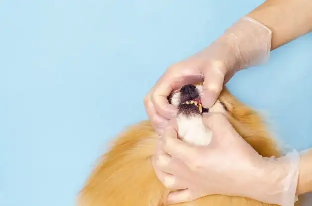 lulu da pomerânia no veterinário vendo os dentes porque estão causando mau hálito