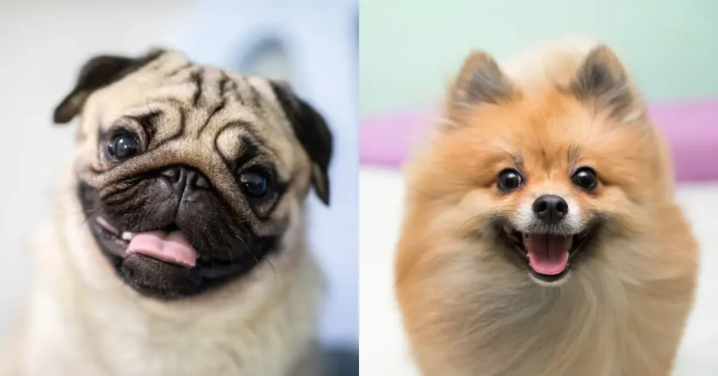 dois cães, sendo um da raça lulu da pomerânia e outro pug.