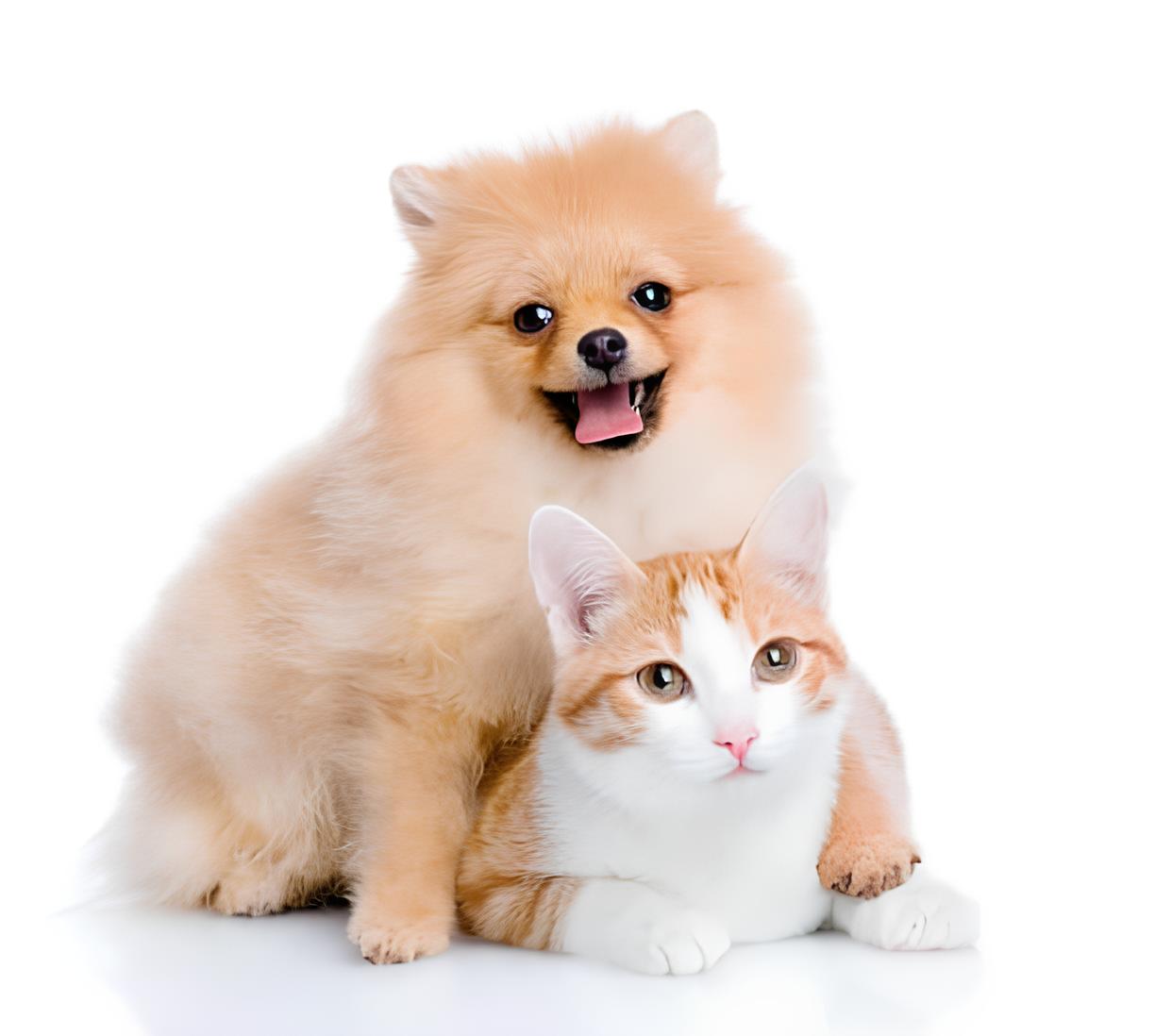 um cão da raça lulu da pomerânia junto com um gato.