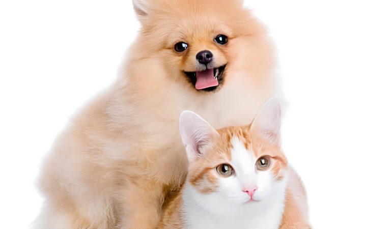 Um cão da raça lulu da pomerânia junto com um gatinho.