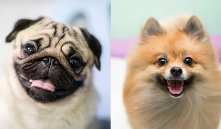 dois cães sendo um da raça lulu da pomerânia e outro pug