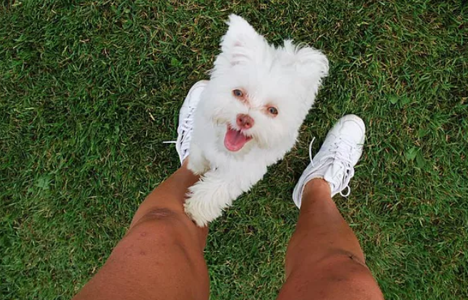 um cão lulu da pomerânia  em um gramado com sua tutora.