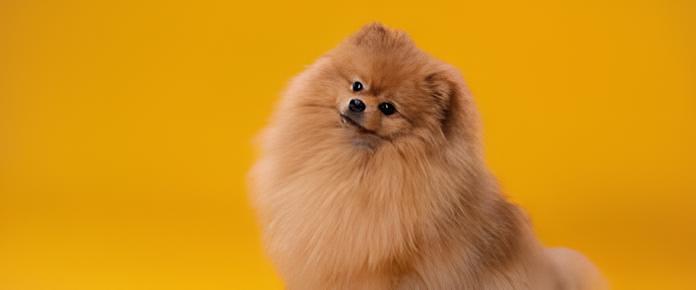 um cão da raça lulu da pomerânia sentado.