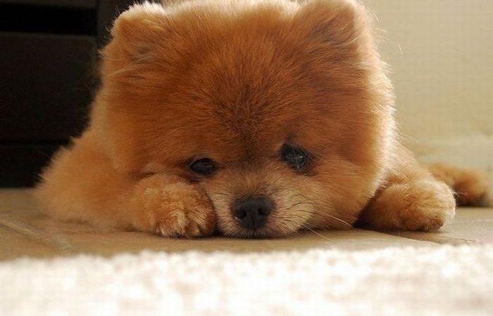 um cão da raça lulu da pomerânia deitado em um chão se sentindo mal