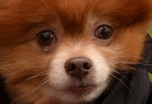 um cão da raça lulu da pomerânia na pelagem chocolate com olhos lacrimejando.
