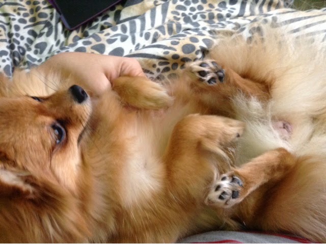 um cão da raça lulu da pomerânia deitado com as patinhas para cima, para amenizar a dor de constipação intestinal.