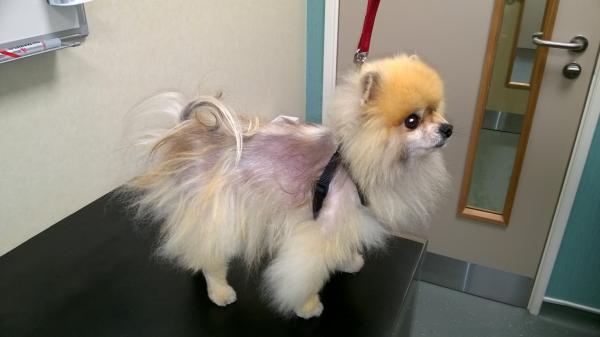 um cão da raça lulu da pomerânia com dermatite atópica.