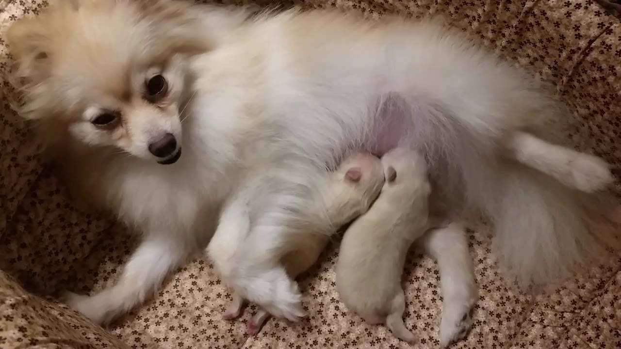 um cão da raça lulu da pomerânia amamentando seus filhotes. 