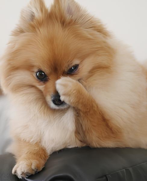 um cão da raça lulu da pomerânia com a patinha no focinho.