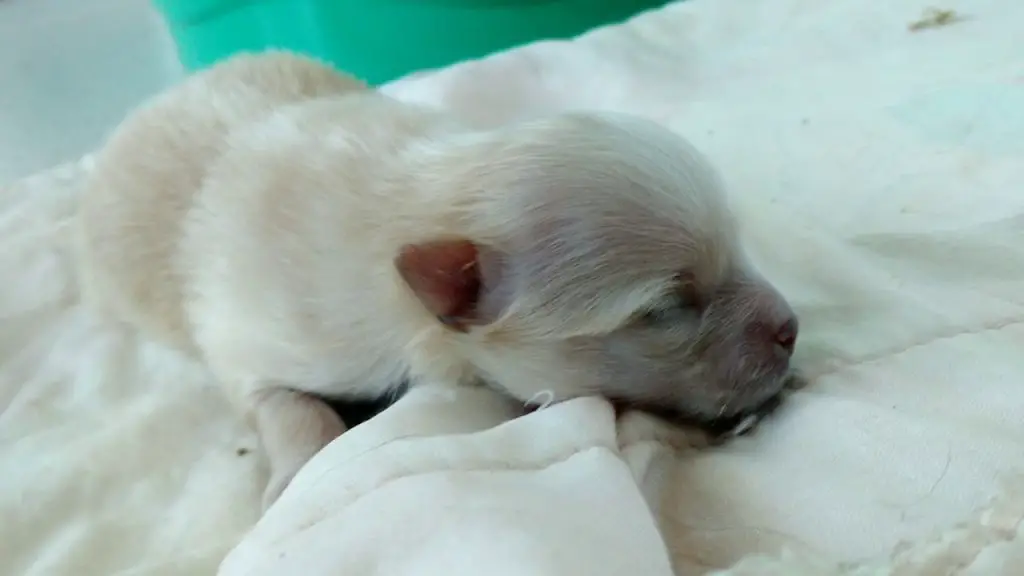 uma cão recém nascido da raça lulu da pomerânia.