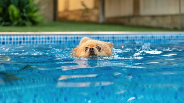 um cão da raça lulu da pomerânia nadando em uma piscina.