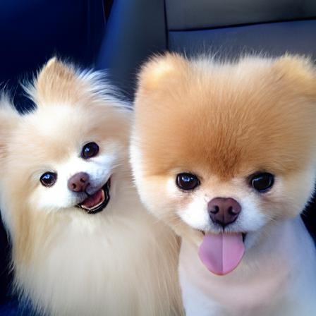 dois cães da raça lulu da pomerânia.