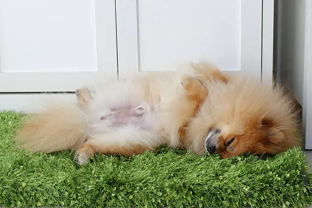 um cão da raça lulu da pomerânia dormindo.