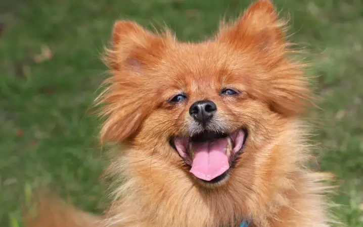 um cão da raça lulu d apomerânia com respiração ofegante.
