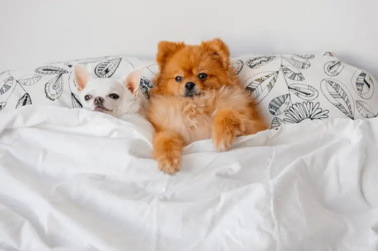 um cão deitado na cama com seu amigo.