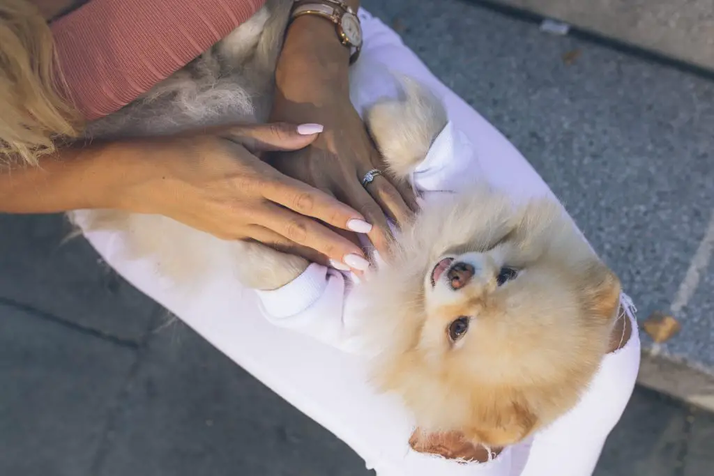um cão da raça lulu da pomerãnia no colo da sua tutora recebendo massagem relaxante.