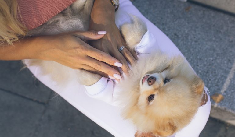um cão da raça lulu da pomerãnia deitado no colo da sua tutora recebendo uma massagem relaxante.