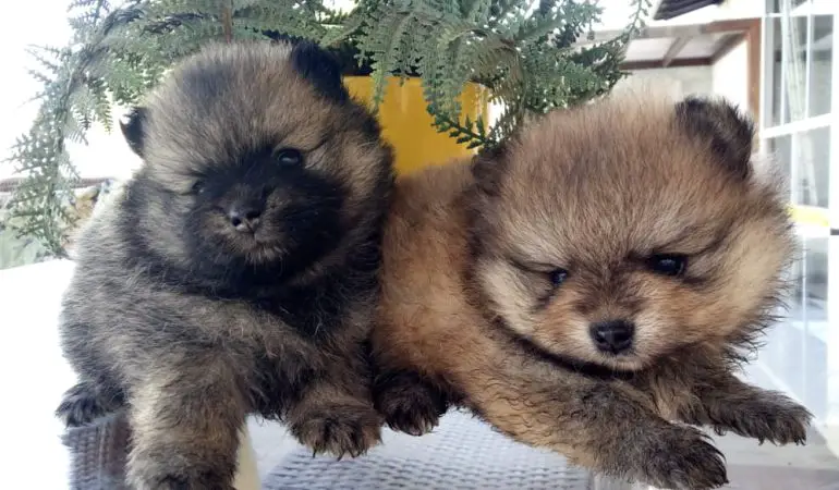 dois cães filhotes da raça lulu da pomerânia com depressão.