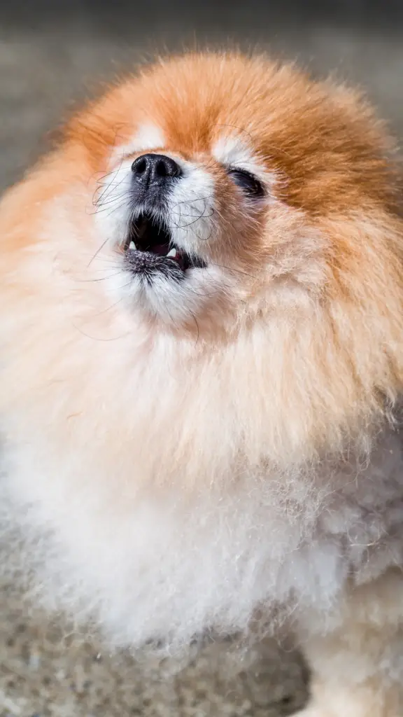 um cão da raça lulu da pomerânia uivando.