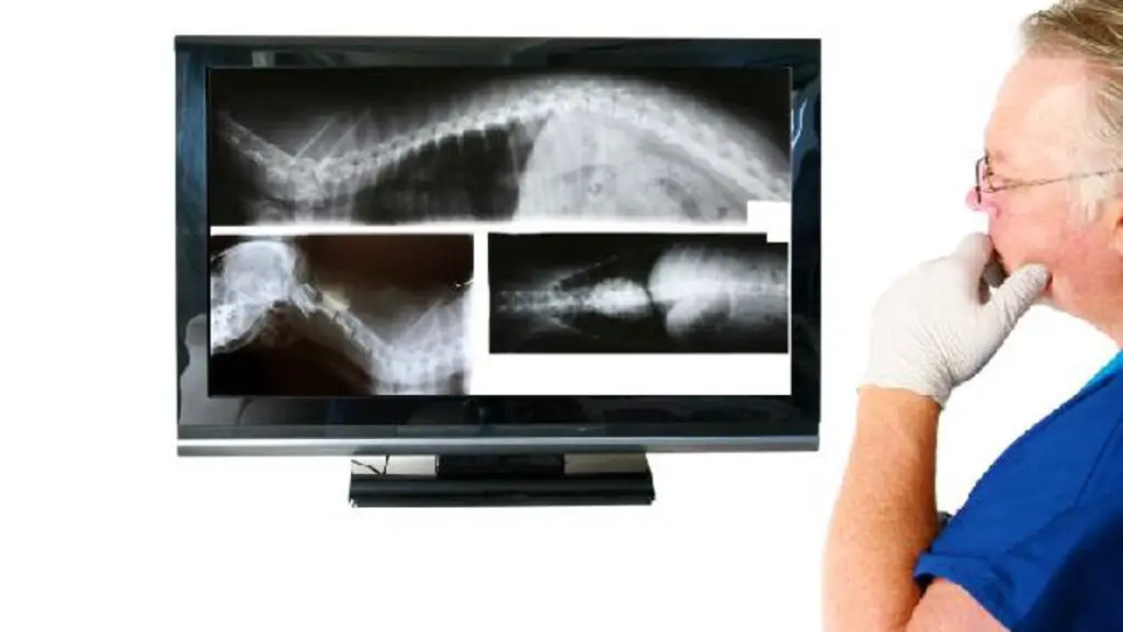 um médico veterinário avaliando um rx de um cão com hérnia de disco.