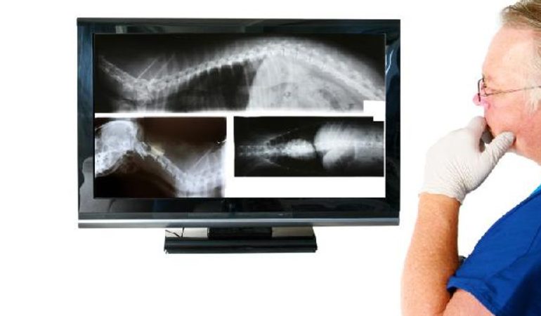 um médico veterinário avaliando um rx de um cão da raça lulu da pomerânia com hérnia de disco.