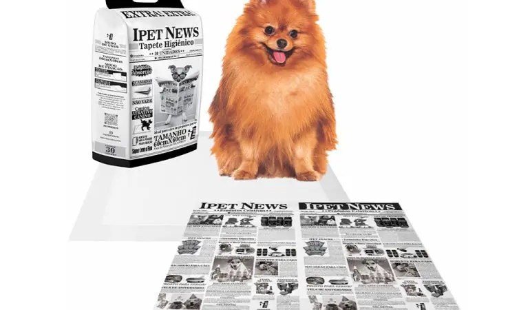 um cão da raça lulu da pomerânia sentando no tapete higiêncio.