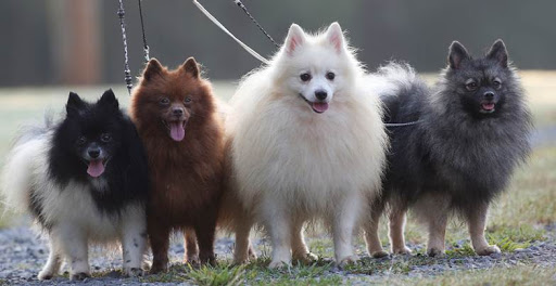 quatro cães da raça lulu da pomerânia esperando para participar de uma exposições caninas.