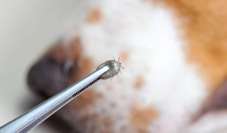 um carrapato sendo retirado.