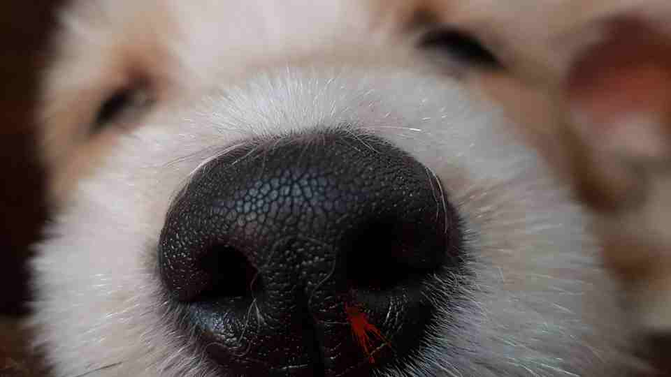 um cão da raça lulu da pomerânia com sangramento nasal.