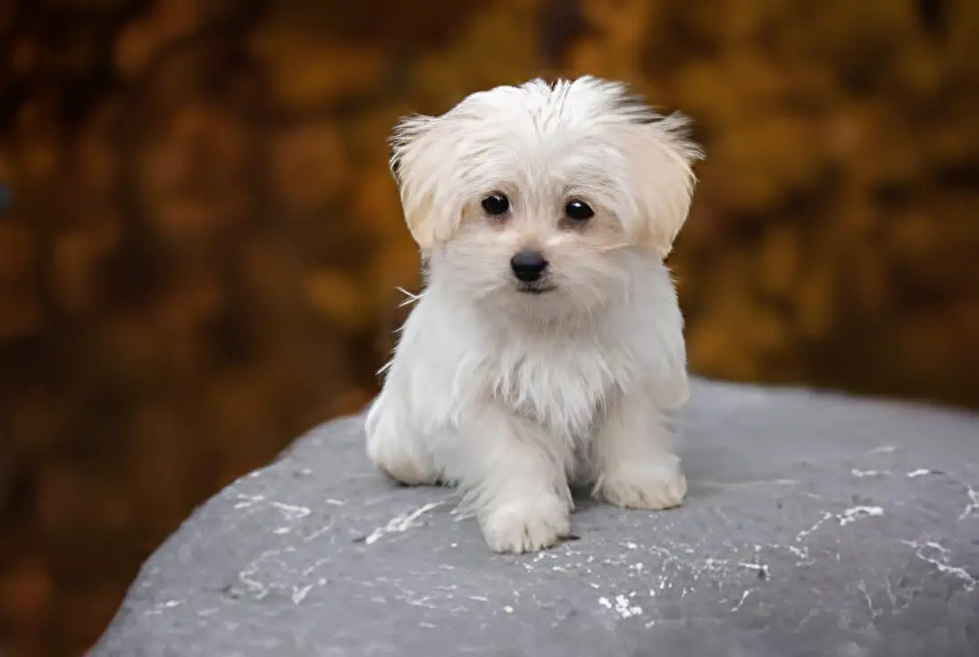um cão de pequeno porte da raça maltes