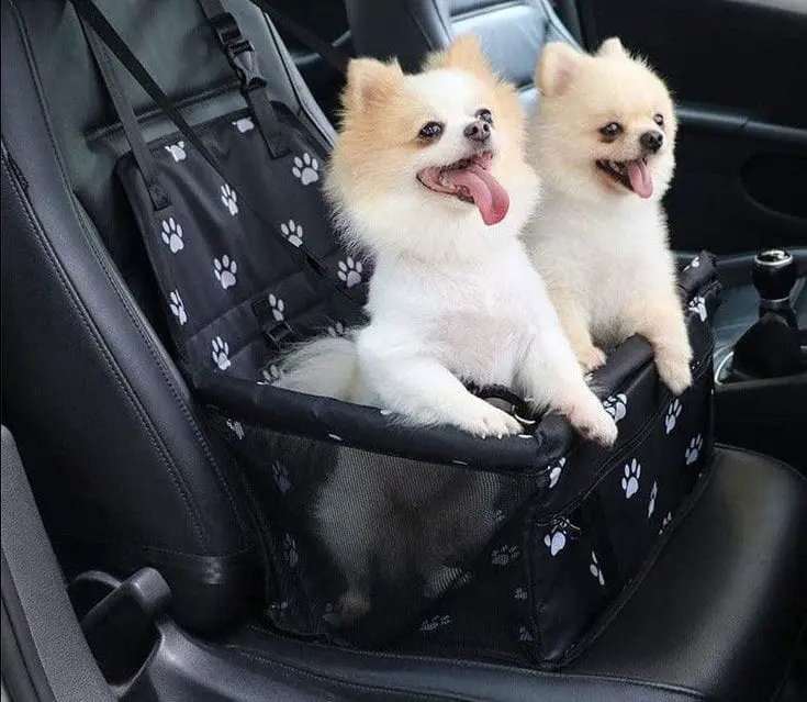 dois cães da raça lulu da pomerânia dentro de um carro com cadeirinha e cinto de segurança.