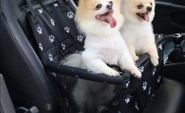 dois cães da raça lulu da pomerânia dentro de uma cadeirinha de transporte pet presos em cinto de segurança.