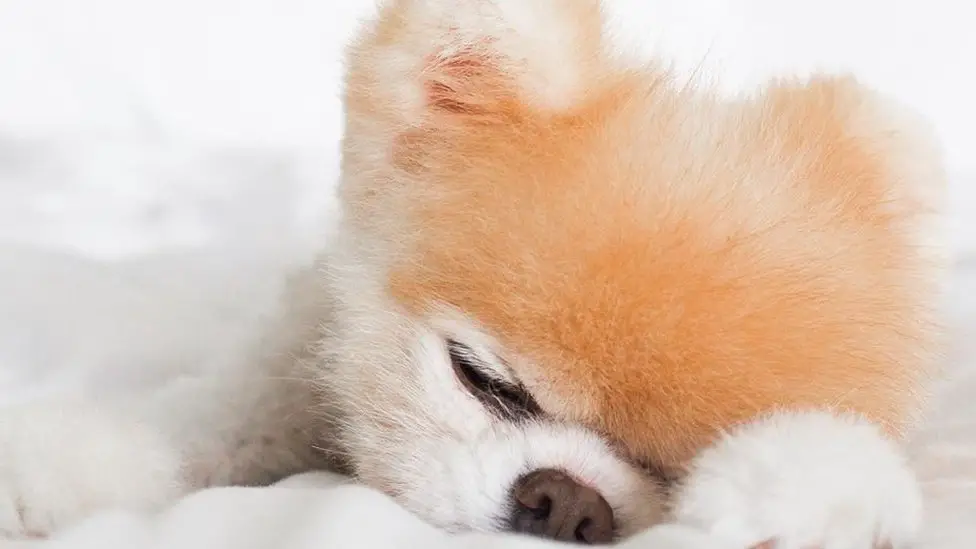 um cão da raça lulu da pomerânia com dores por problemas nos ossos