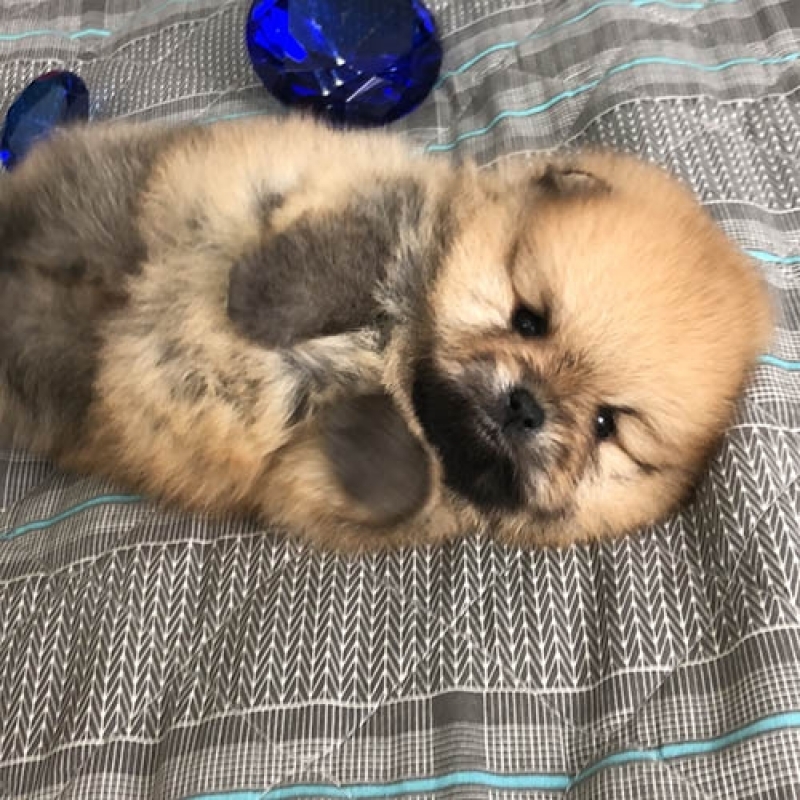 um cão filhote da raça lulu da pomerânia que realizou procedimento de tricotomia