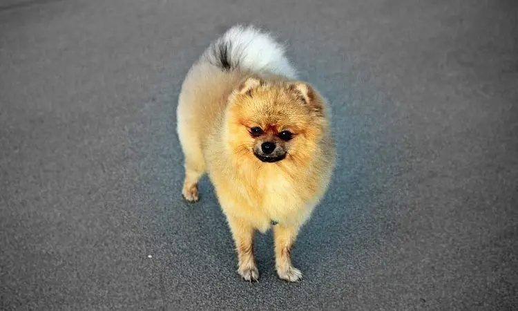 um cão da raça lulu da pomerânia em um asfalto.