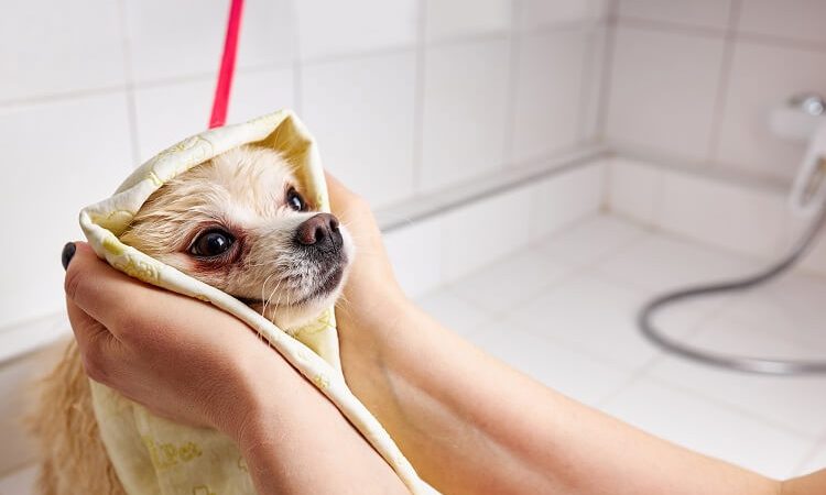 um cão da raça lulu da pomerânia tomanaho banho em casa em uma banheira.