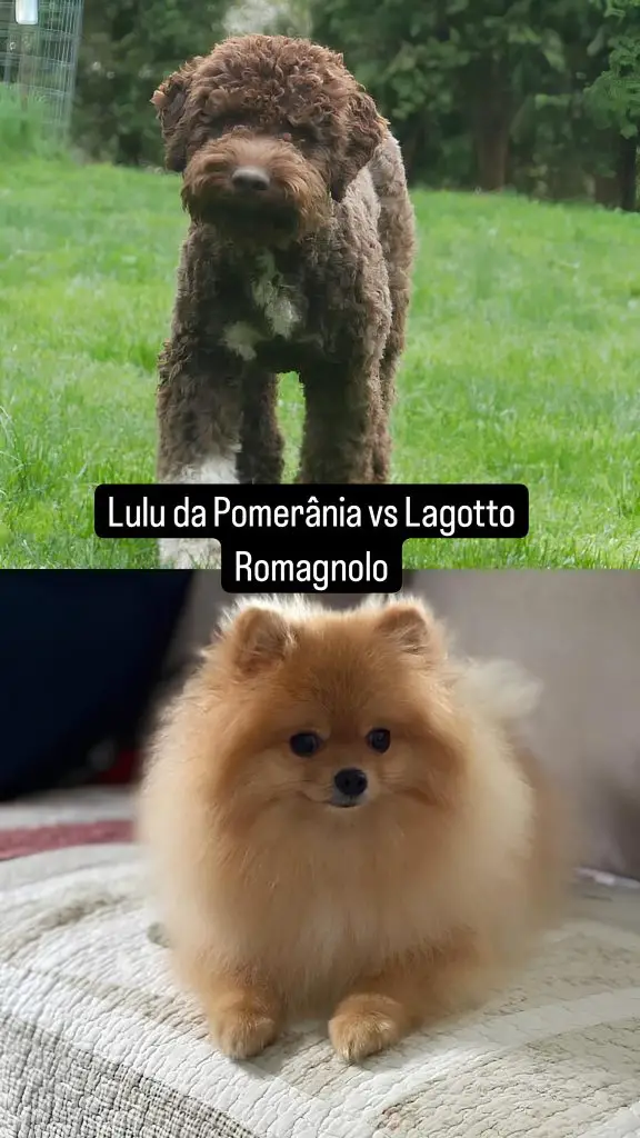dois cães, sendo um da raça lulu da pomerânia e outro da raça lagotto romagnolo