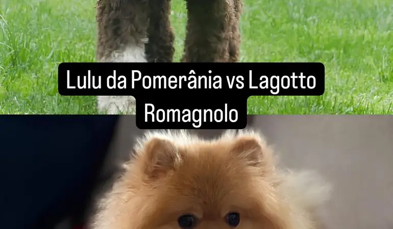 dois cães sendo um da raça lulu da pomerânia e outro lagotto romagnolo