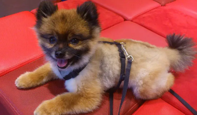 um cão da raça lulu da pomerânia deitado no chão com uma guia de passeio descansando.