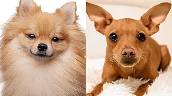 um cão da raça lulu da pomerânia e outro pinsher