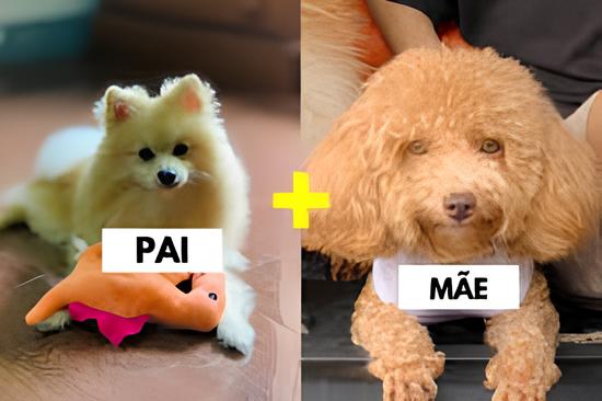 dois cães sendo um a raça lulu da pomerânia e outro poodle