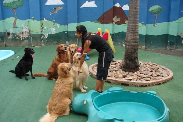 um espaço em um hotel para cães com brincadeiras ao ar livre