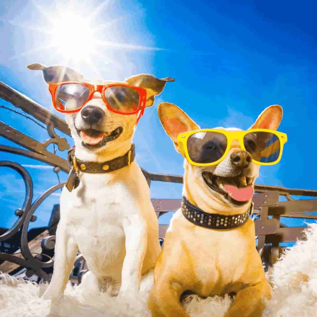 dois cães sentados em banco com óculos escuros se protegendo do sol.