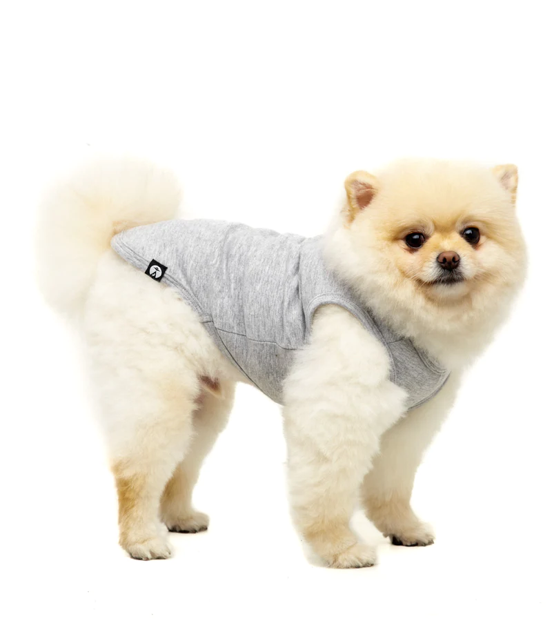 um cão da raça lulu da pomerânia de roupa pet de frio.