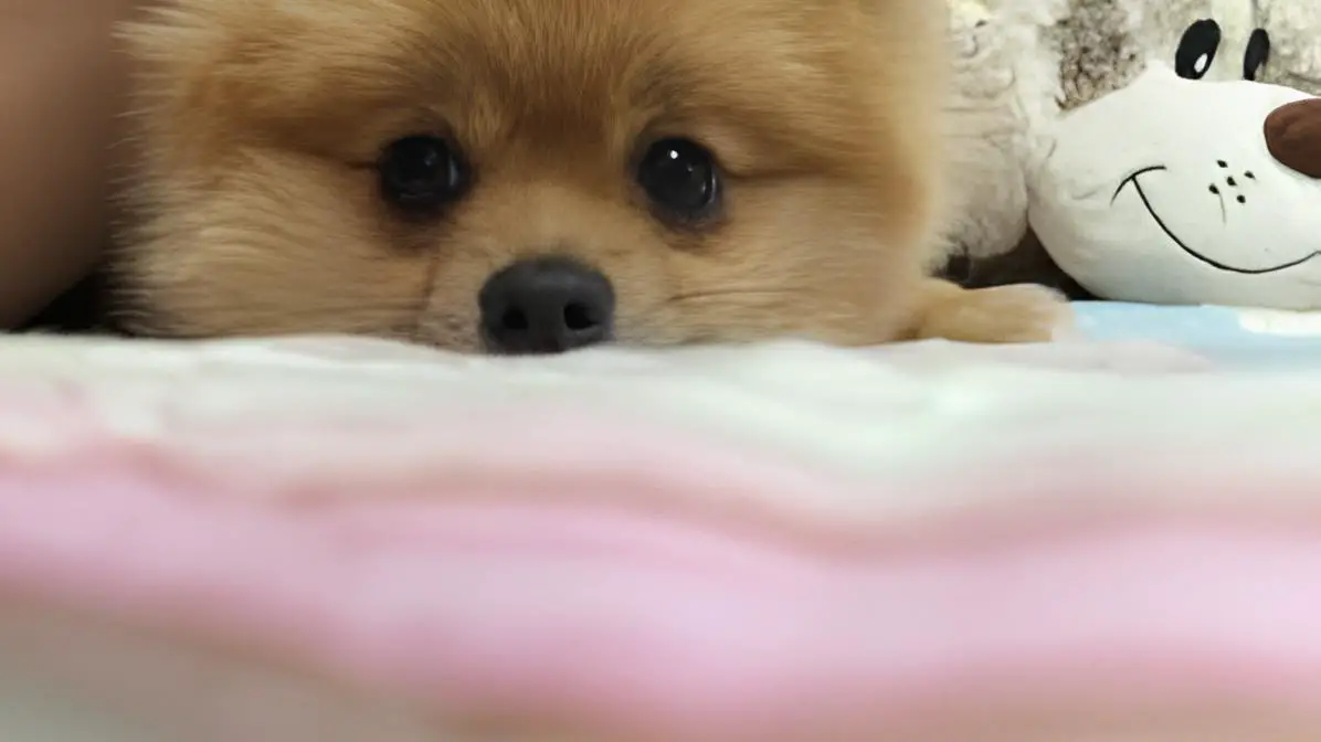 um cão da raça lulu da pomerânia triste, com anemia causada pelas pulgas. 