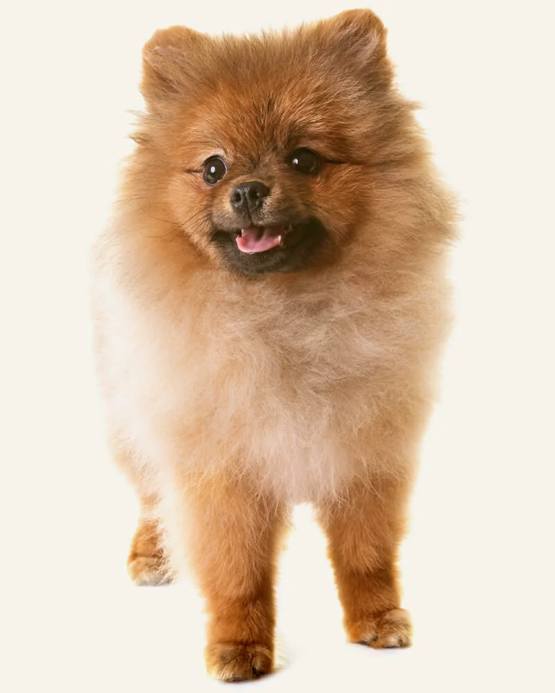 um cão da raça lulu da pomerânia em pé , já limpo e sem pulgas 